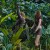 jumanji welcome to the jungle film locations