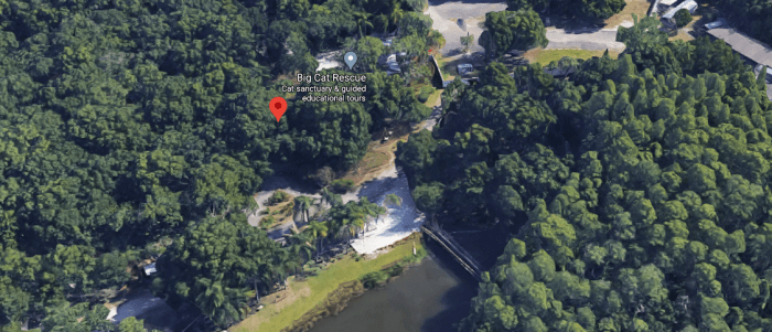 big-cat-rescue-3